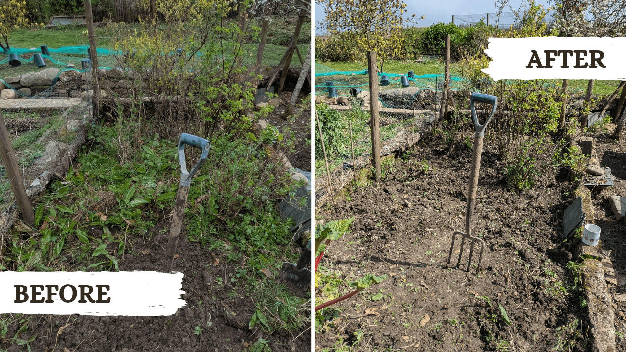 Before and after picture from a garden tidy project in Machynlleth