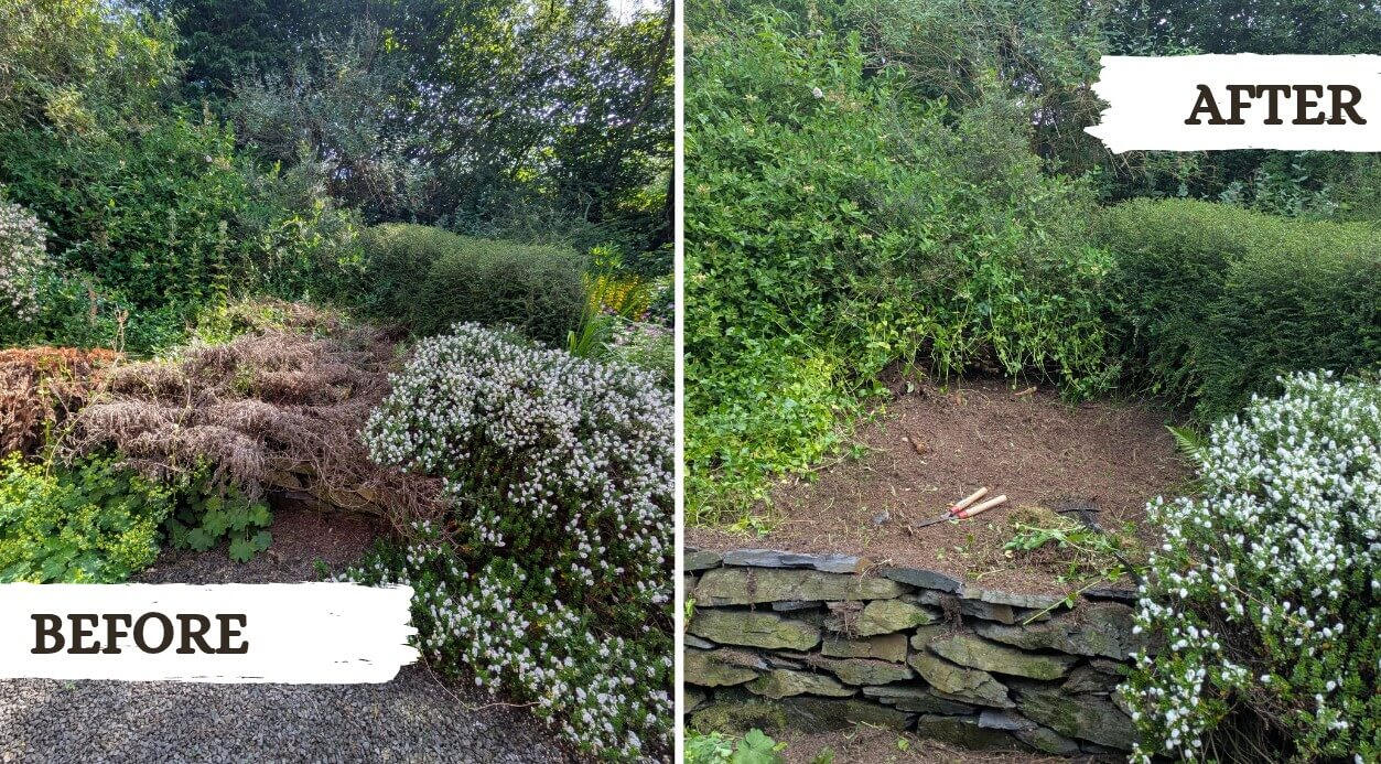 Before and after picture from a garden tidy project in Machynlleth